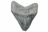 , Fossil Megalodon Tooth - Georgia #338741-1